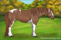 Horse Color:White Spotted Chestnut Tobiano 
