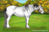Horse Color:Gray White Spotted Liver Chestnut Tobiano Frame 