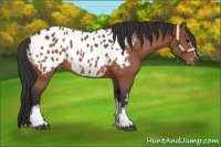 Horse Color:White Spotted Bay Blanket 