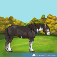 Horse Color:White Spotted Liver Chestnut Splash 