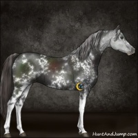 Horse Color:White Spotted Liver Chestnut 