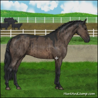 Horse Color:Brown Dun Brindle 
