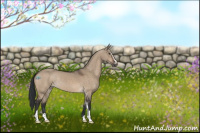 Horse Color:Brown Dun Sabino 