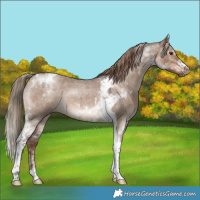 Horse Color:Liver Red Dun Roan Tobiano 