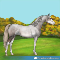 Horse Color:Liver Chestnut Sabino