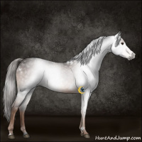 Horse Color:Gray White Spotted Liver Chestnut Rabicano 