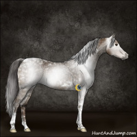 Horse Color:Gray Liver Red Dun Ice Tobiano 