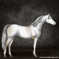 Horse Color:Gray White Spotted Liver Chestnut 