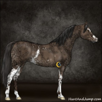 Horse Color:White Spotted Liver Red Dun Ice