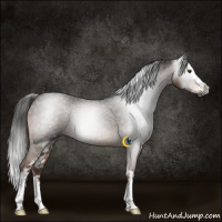 Horse Color:Gray White Spotted Liver Chestnut Splash 