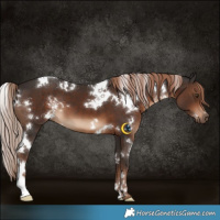 Horse Color:White Spotted Liver Chestnut 