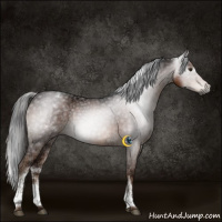 Horse Color:Gray White Spotted Liver Chestnut Ice