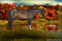 Horse Color:Liver Chestnut Rabicano 