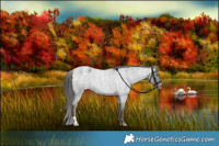 Horse Color:Liver Red Roan Appaloosa