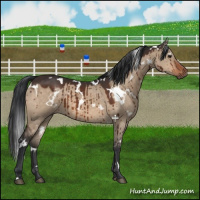 Horse Color:White Spotted Brown Dun Brindle 