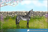 Horse Color:Gray Void Platinum White Spotted Brown Dun Appaloosa 