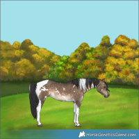 Horse Color:White Spotted Brown Dun Tobiano 