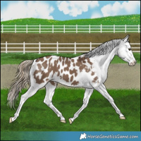 Horse Color:Liver Red Dun Splash Appaloosa 