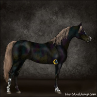 Horse Color:Midnight Liver Chestnut Ice Sabino