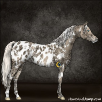 Horse Color:White Spotted Cremello Ice Appaloosa Rabicano