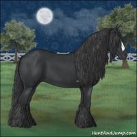 Horse Color:Black 