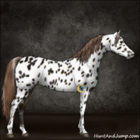 Horse Color:Gray Midnight Chocolate Palomino Tobiano Near Leopard