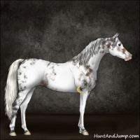 Horse Color:White Spotted Liver Chestnut Mushroom Near Leopard 