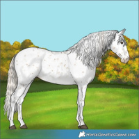 Horse Color:Chocolate Palomino Sabino Rabicano 
