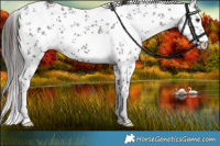 Horse Color:White Spotted Liver Chestnut Sabino Rabicano