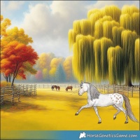 Horse Color:Red Dun Appaloosa 