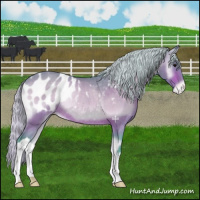 Horse Color:Watercolor Silver Brown Onyx Appaloosa Rabicano 