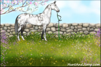 Horse Color:Gray Brown Dun Sabino Near Leopard Rabicano 