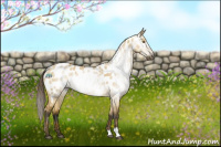Horse Color:Gray Buckskin Dun Near Leopard Rabicano 