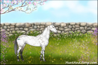 Horse Color:Gray Bay Dun Sabino Appaloosa Rabicano 