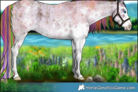 Horse Color:Painted Plaid  White Spotted Liver Red Dun Ice Roan Splash Brindle 