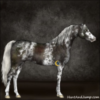 Horse Color:White Spotted Liver Chestnut Ice Mushroom Sabino