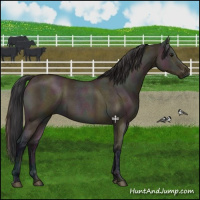 Horse Color:Midnight Bay Ice Roan Dun 