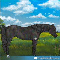 Horse Color:Midnight Grullo Ice 