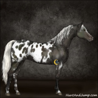 Horse Color:White Spotted Liver Red Dun Ice Mushroom Sabino Appaloosa Rabicano