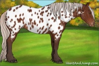 Horse Color:Silver Brown Sabino Appaloosa 