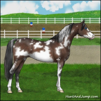 Horse Color:White Spotted Bay Frame