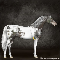 Horse Color:White Spotted Liver Chestnut Mushroom Tobiano 