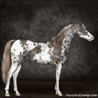 Horse Color:White Spotted Liver Red Dun Ice Sabino Splash