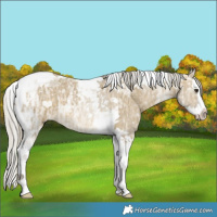 Horse Color:Silver Buckskin Ice Dun Splash Tobiano 