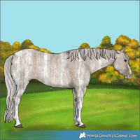 Horse Color:Silver Brown Ice Dun Splash Tobiano 
