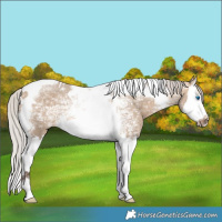 Horse Color:Silver Bay Ice Dun Splash Tobiano Rabicano 