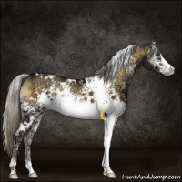 Horse Color:White Spotted Chocolate Palomino Ice Onyx Mushroom Rabicano