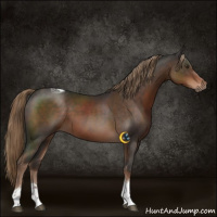Horse Color:Liver Chestnut Tobiano