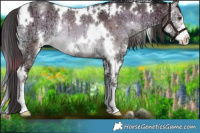 Horse Color:Plaid  White Spotted Liver Red Dun Ice Onyx Sabino Rabicano Brindle 