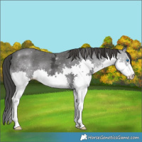 Horse Color:Black Ice Splash 